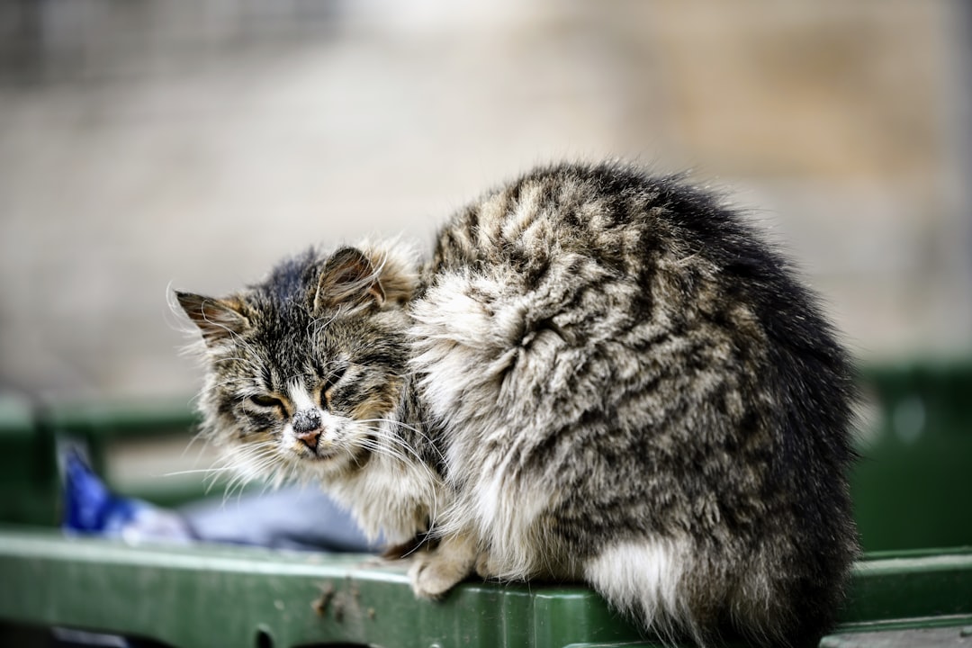Photo White fur